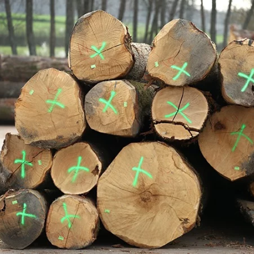 Design-sans-titre-97.png Stammholz – Eiche - Image 1