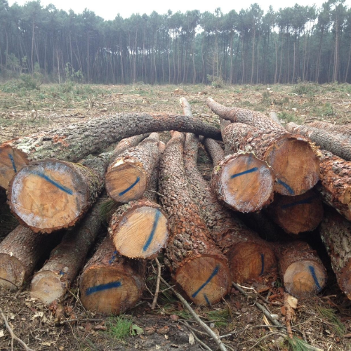 Design-sans-titre-99.png Stammholz – Kiefer - Image 1