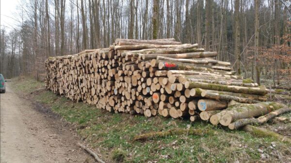 Stammholz – Esche - Image 2