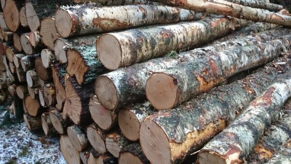 Stammholz – Birke - Image 2