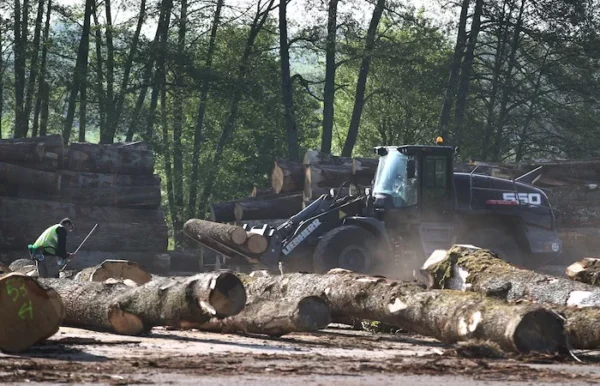 Stammholz – Eiche - Image 6