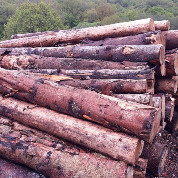 Stammholz – Fichte - Image 2